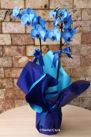 Double-Branched Blue Orchid